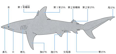 長女|「長女(オサメ)」の意味や使い方 わかりやすく解説 Weblio辞書